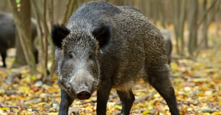 ജില്ലാ കൃഷിവിജ്ഞാനകേന്ദ്രത്തിലെ : കാർഷികവിളകളും നടീൽ വസ്തുക്കളും കാട്ടുപന്നികൾ നശിപ്പിച്ചു